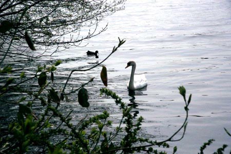 swan1